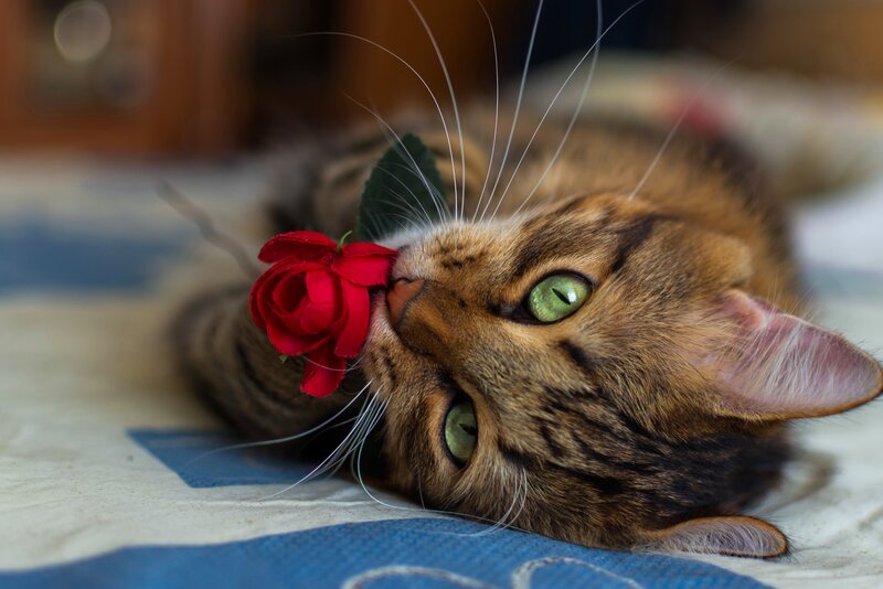 Tabby Cat with Rose — Brown, Calm
