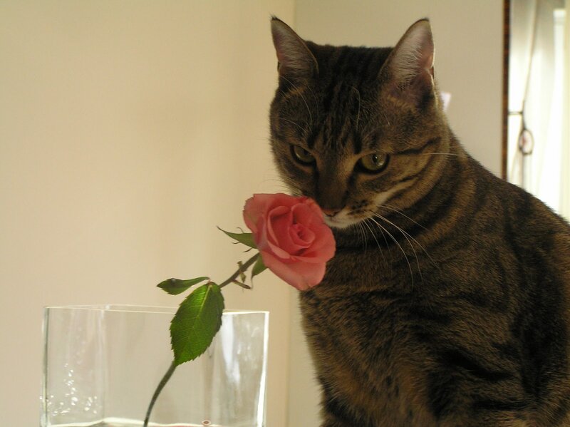 Tabby Cat with Rose