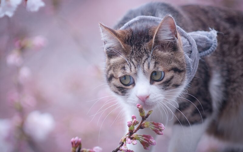 Tabby Cat with Scarf