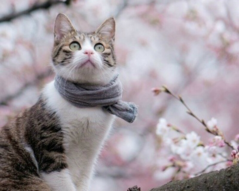 Tabby Cat with Scarf — White
