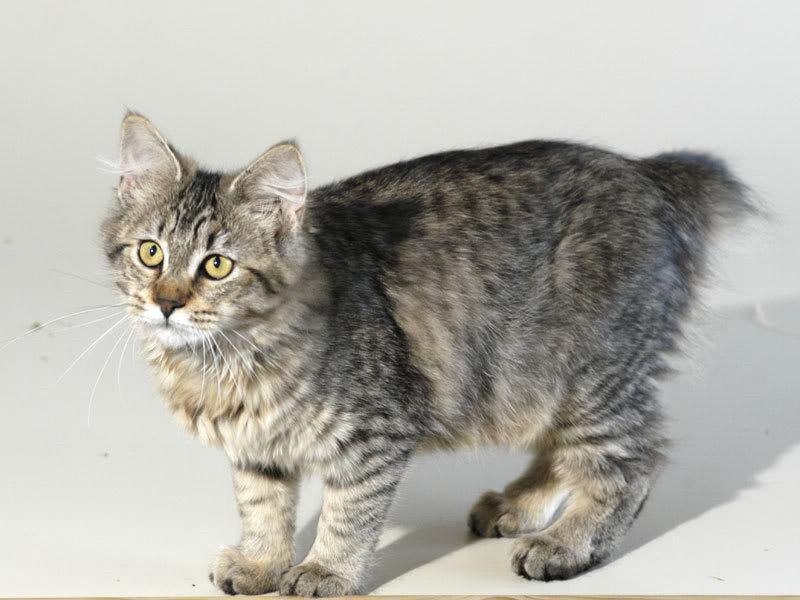Tabby Cat with Short Tail