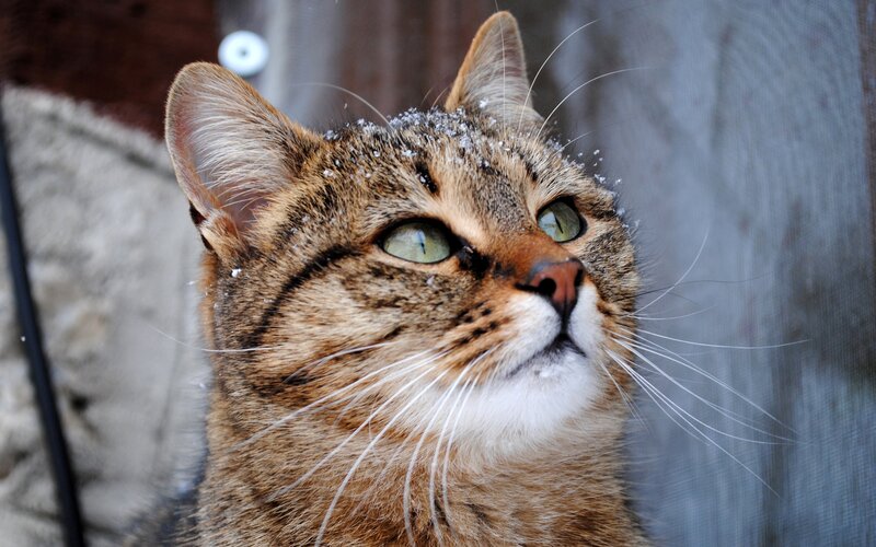 Tabby Cat with Snow