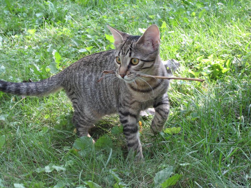Tabby Cat with Stick