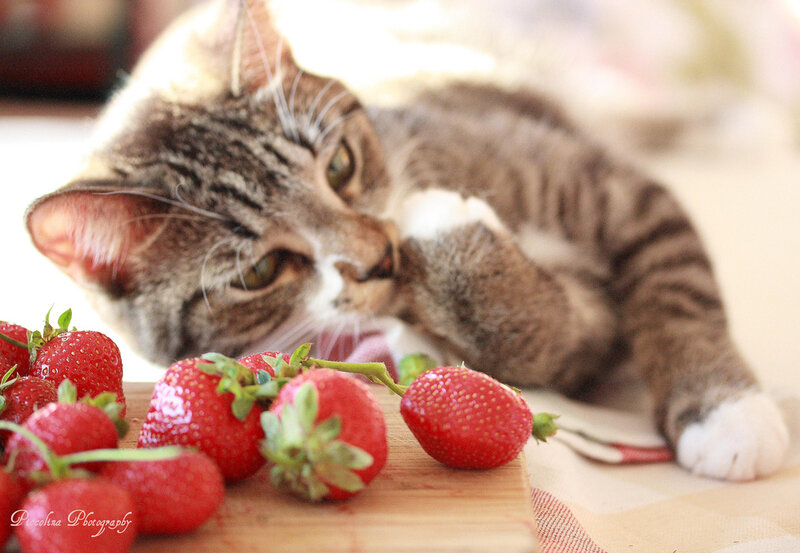 Tabby Cat with Strawberries