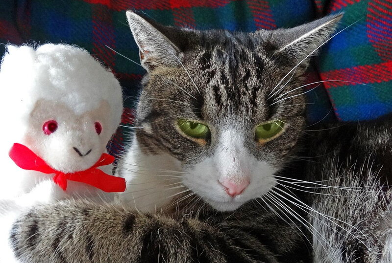 Tabby Cat with Stuffed Toy
