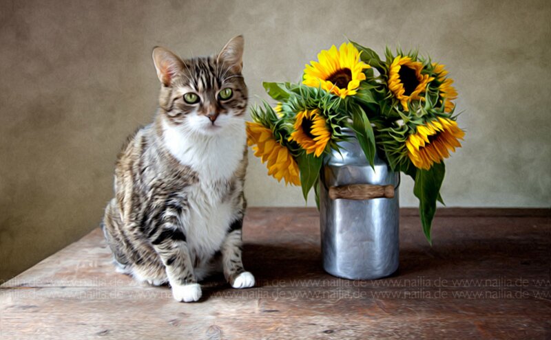 Tabby Cat with Sunflowers