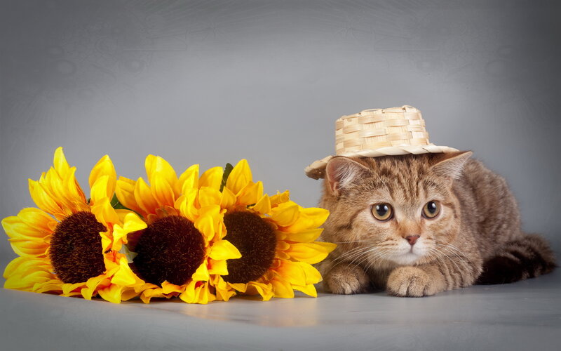 Tabby Cat with Sunflowers — Yellow, Calm