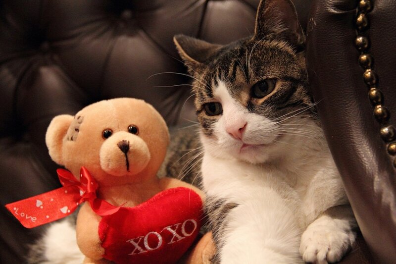 Tabby Cat with Teddy Bear — Brown