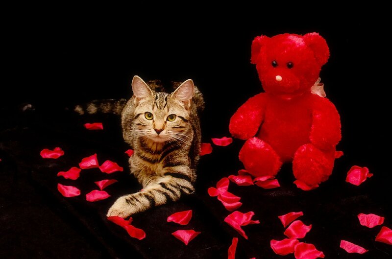 Tabby Cat with Teddy Bear — Red