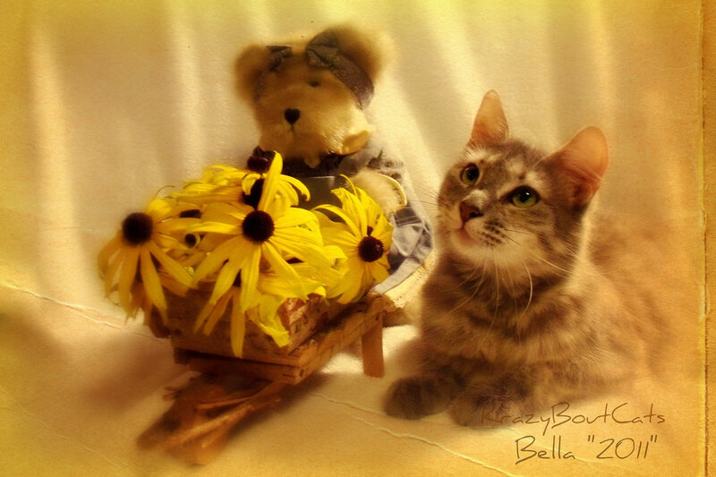 Tabby Cat with Teddy Bear