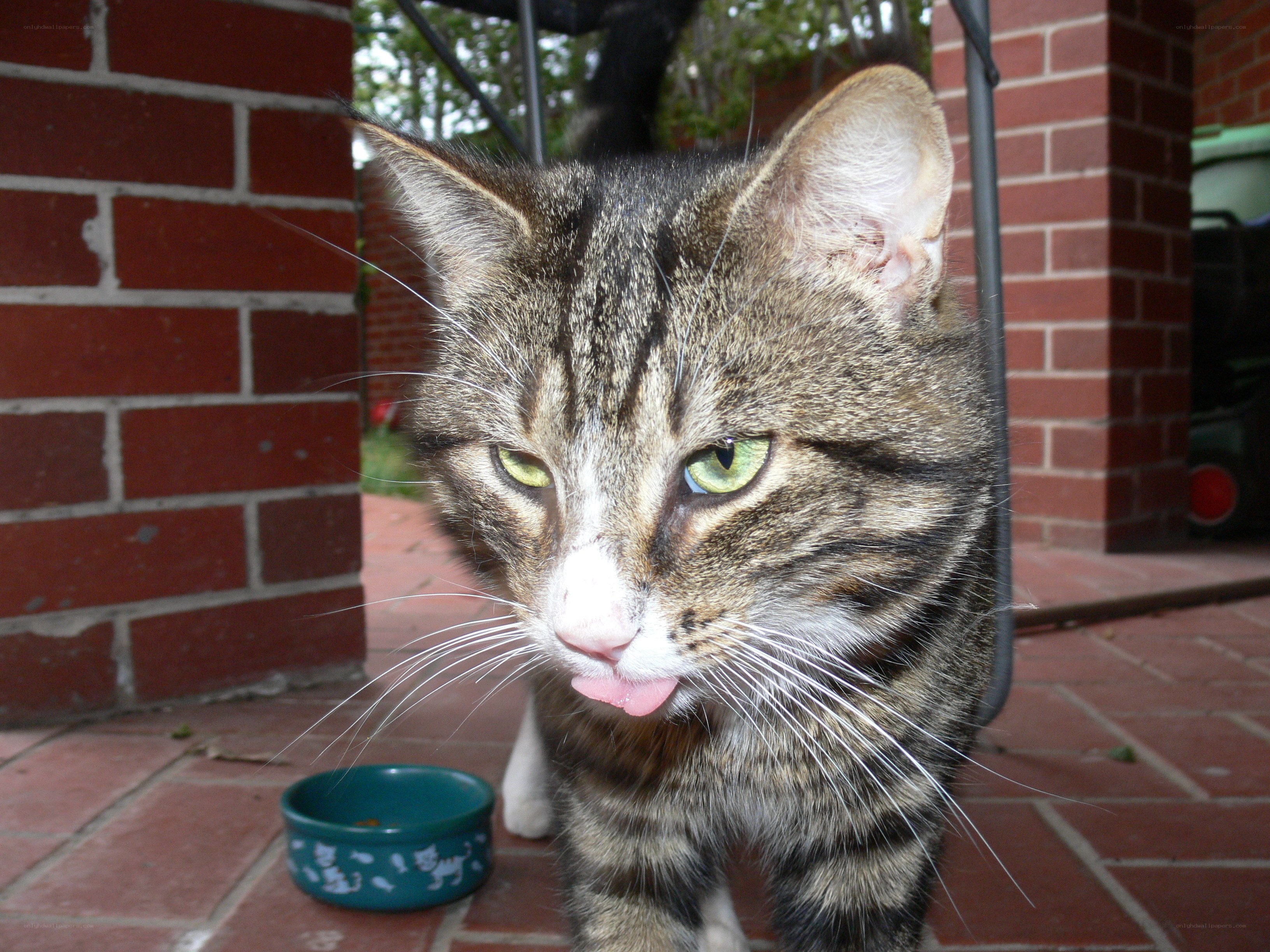 tabby cat with tongue out
