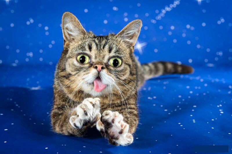 Tabby Cat with Tongue Out — Blue