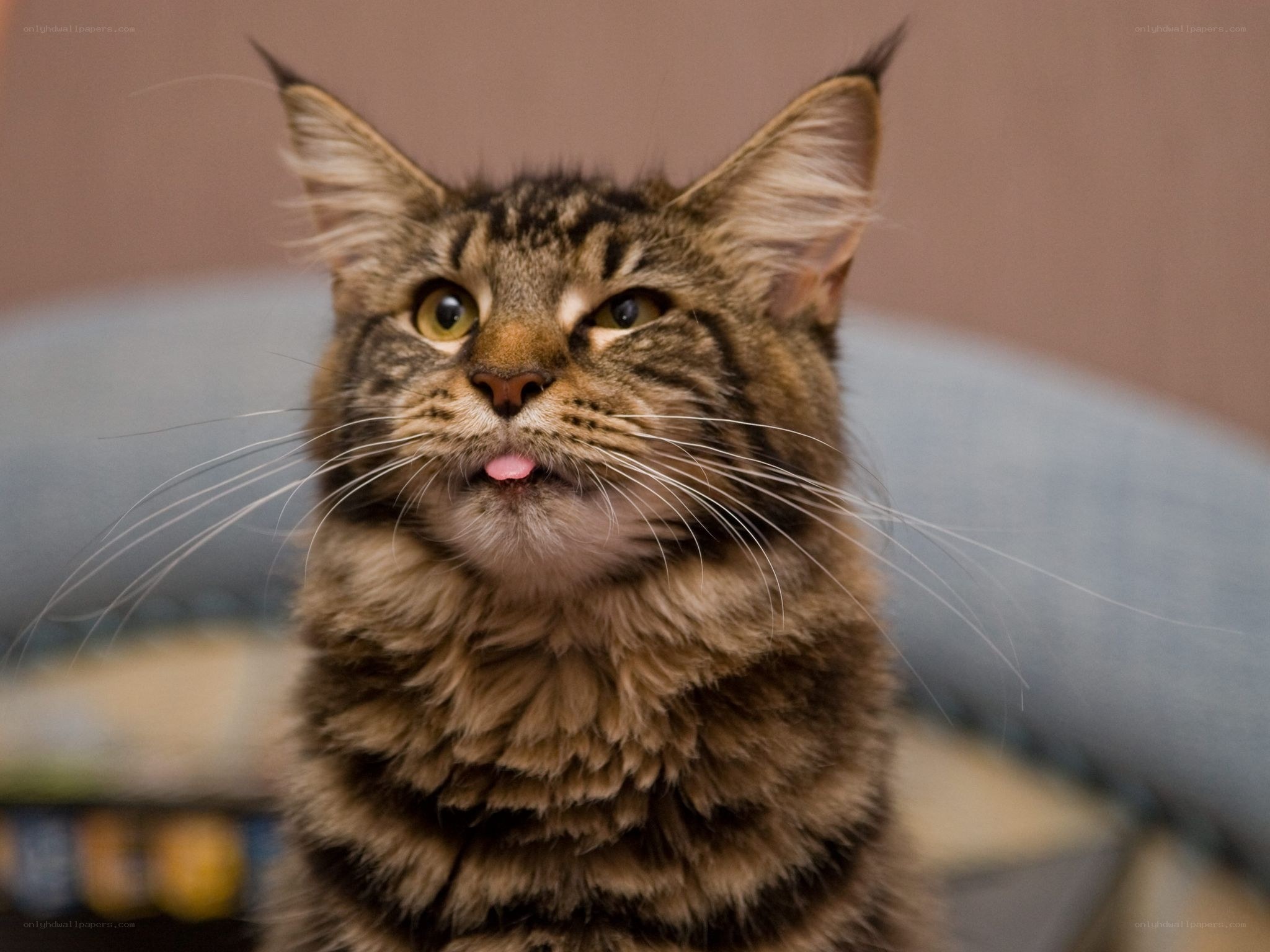 tabby cat with tongue out