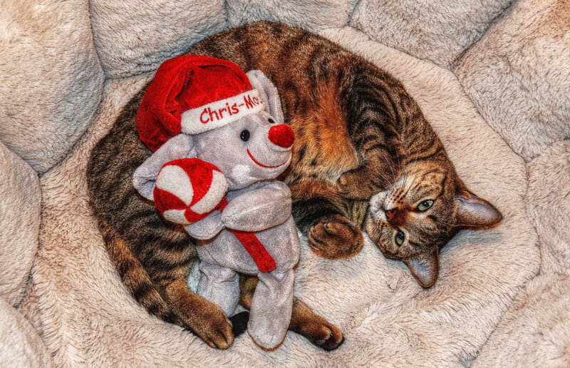 Tabby Cat with Toy — Brown
