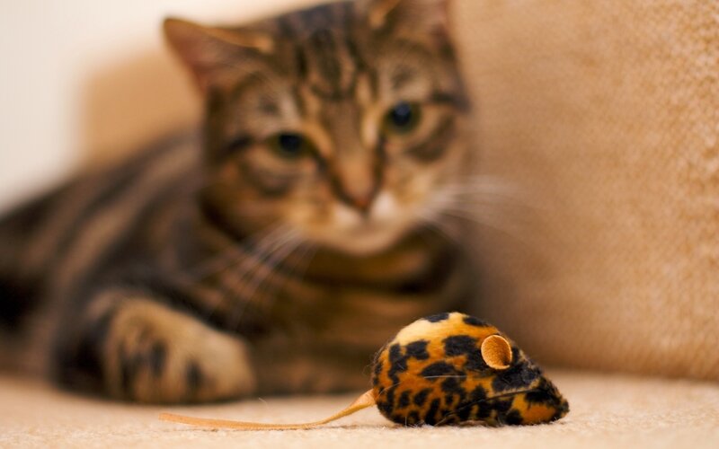 Tabby Cat with Toy Mouse — Brown