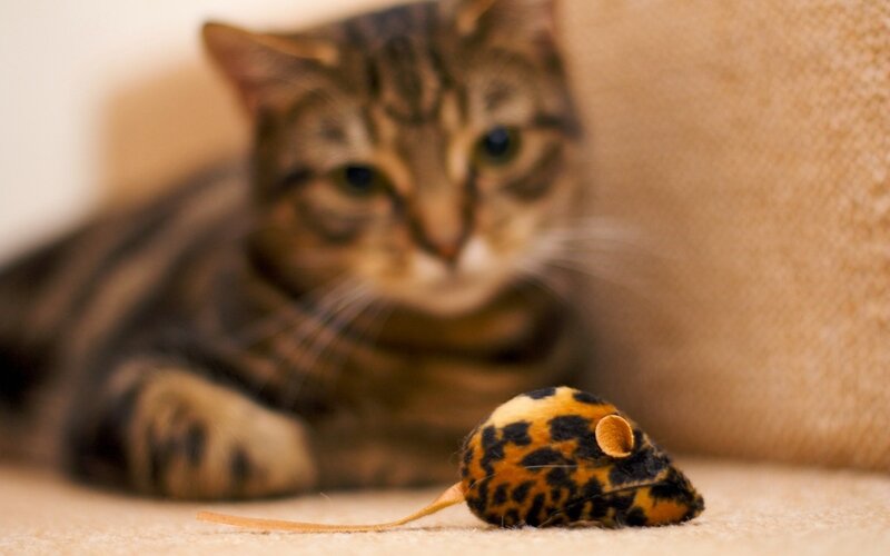 Tabby Cat with Toy Mouse