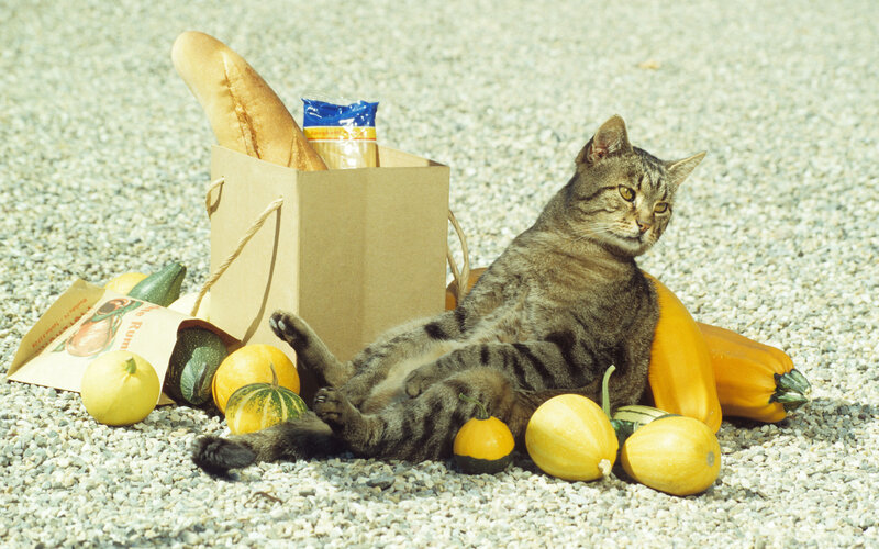 Tabby Cat with Vegetables — Brown