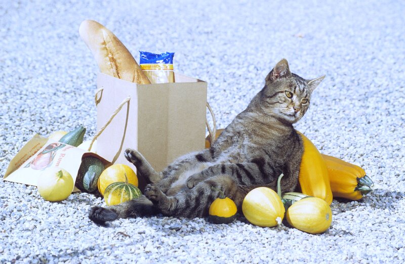 Tabby Cat with Vegetables — Gray