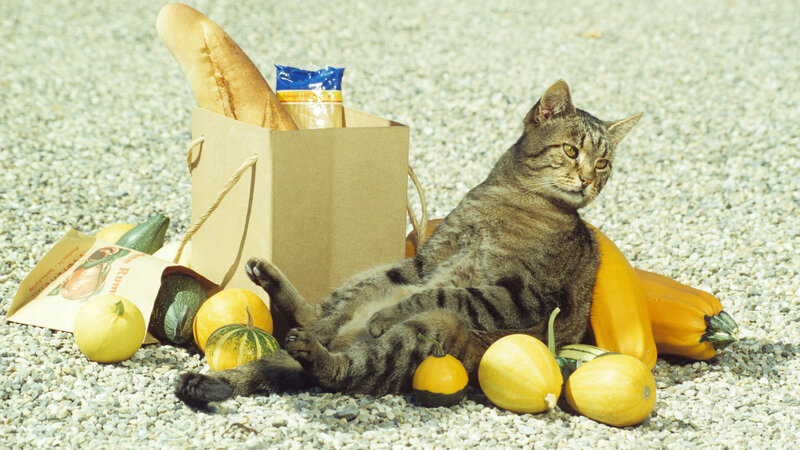 Tabby Cat with Vegetables