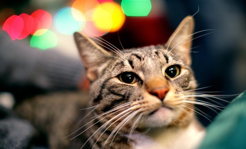 Tabby Cat with Whiskers