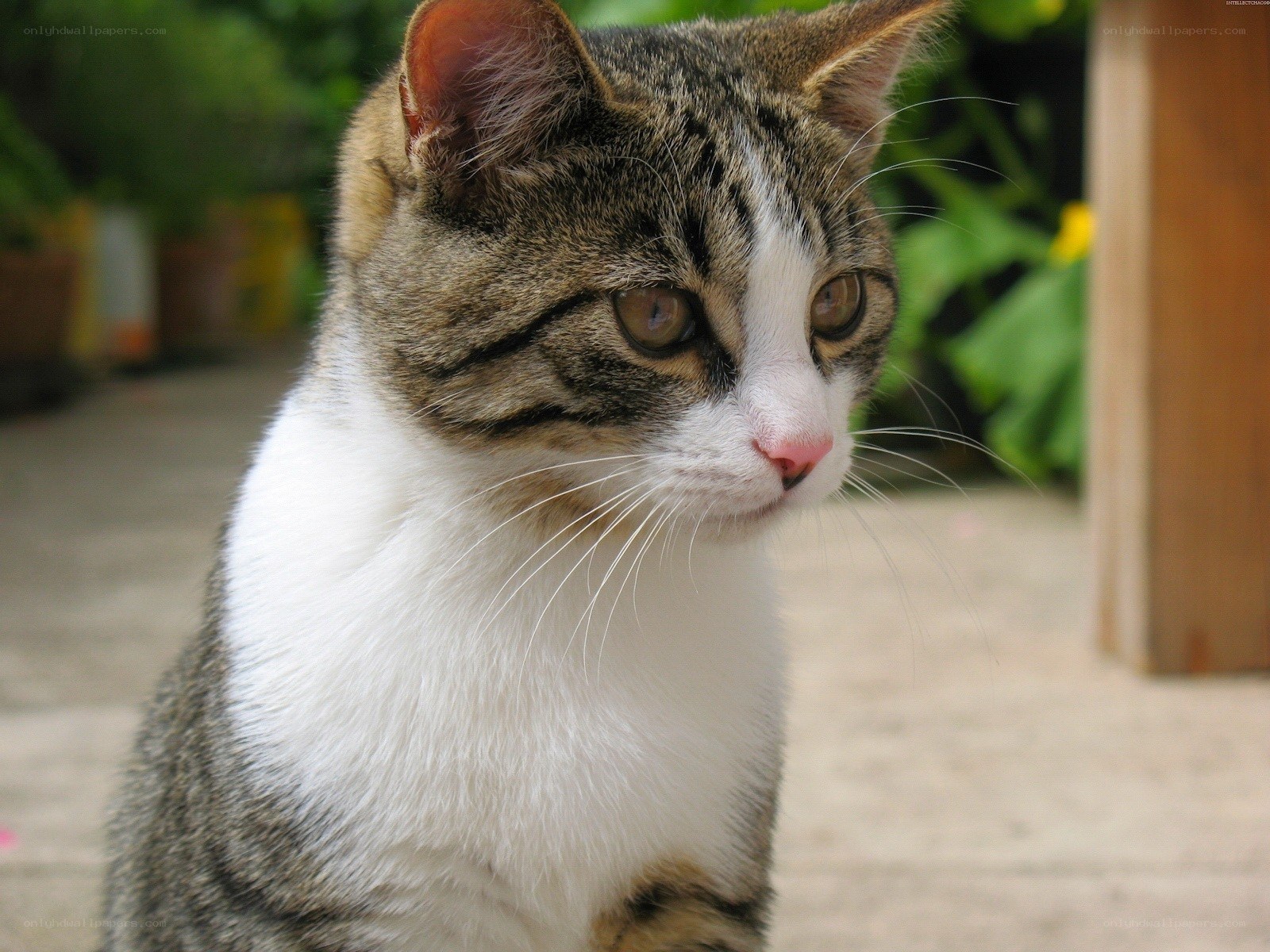 tabby cat with white chest