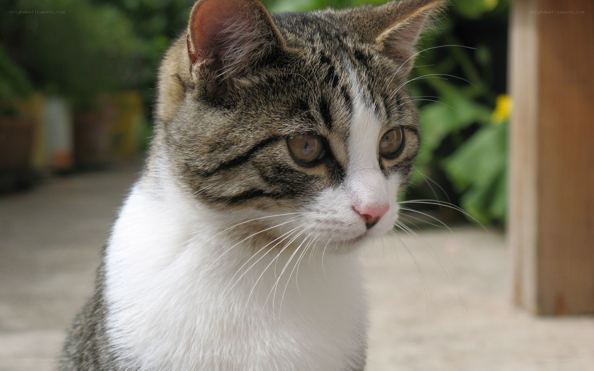 tabby cat with white chest