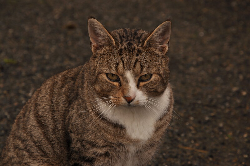 tabby cat with white chest