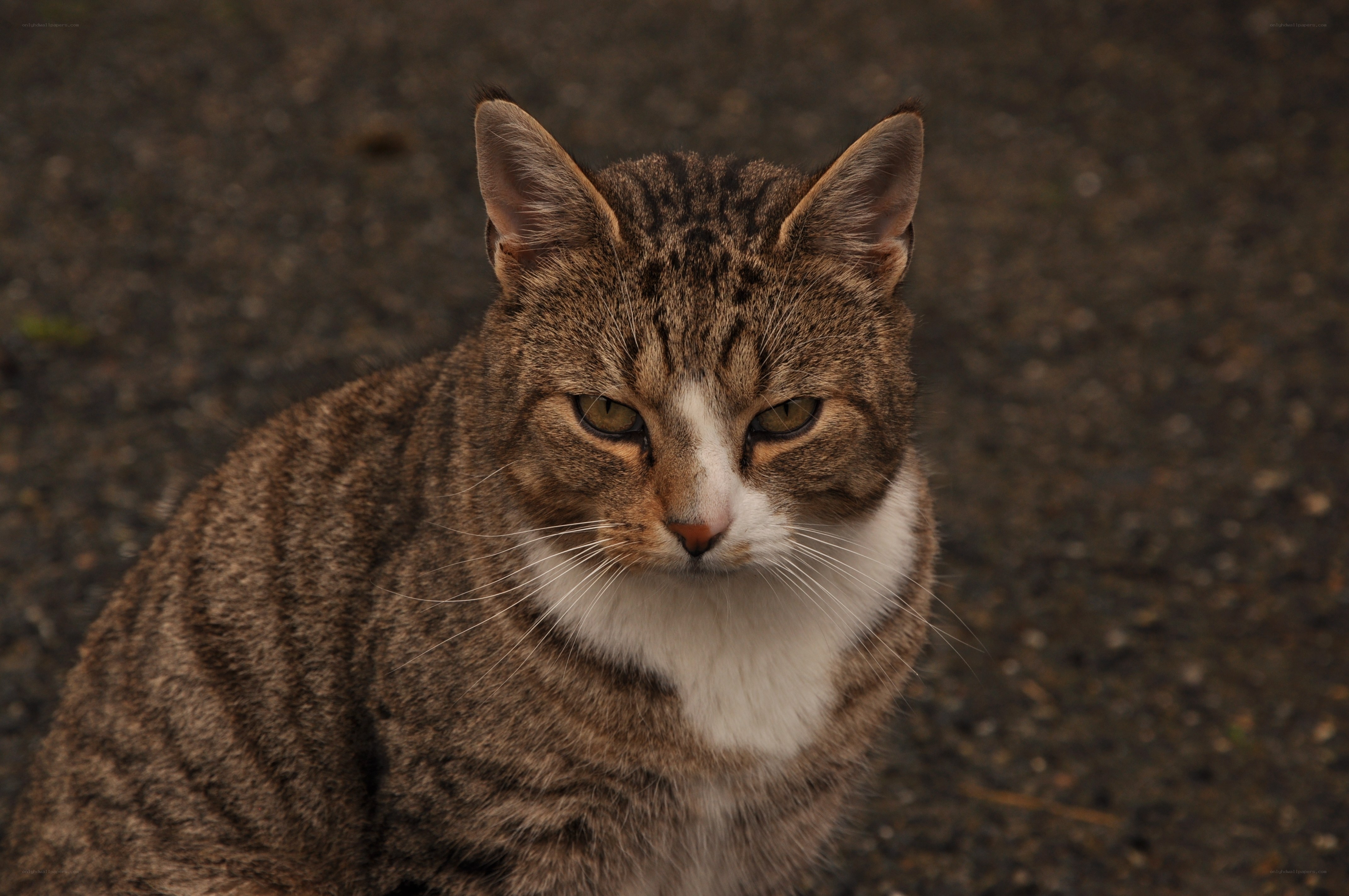 tabby cat with white chest