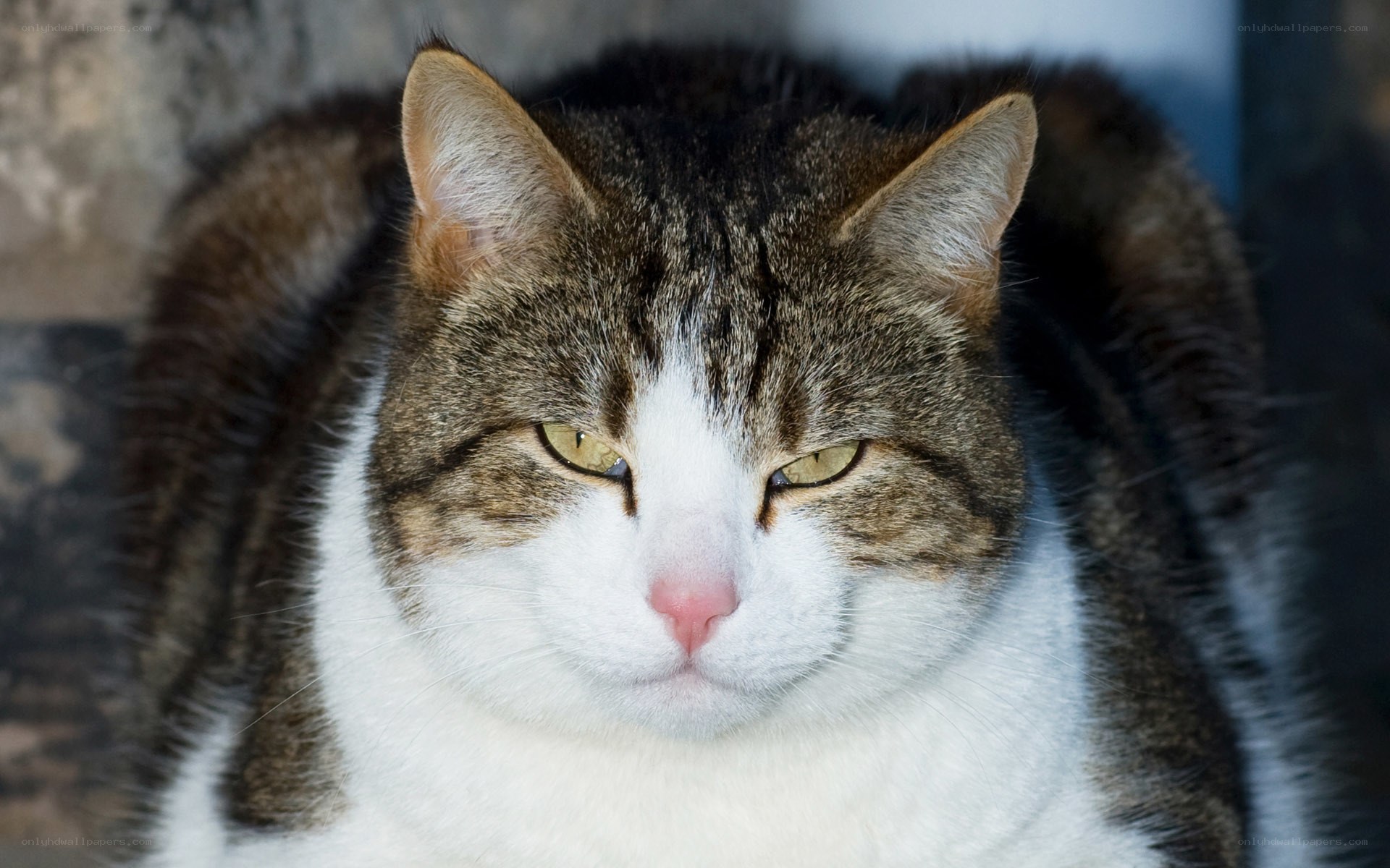 tabby cat with white chest