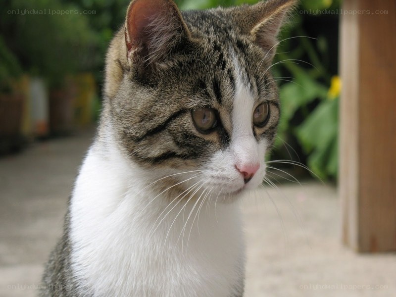 tabby cat with white chest