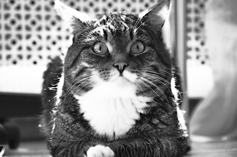Tabby Cat with White Chest — Black, Calm, Photograph