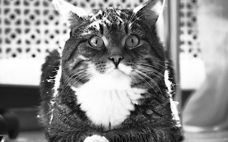 Tabby Cat with White Chest — Black, Calm