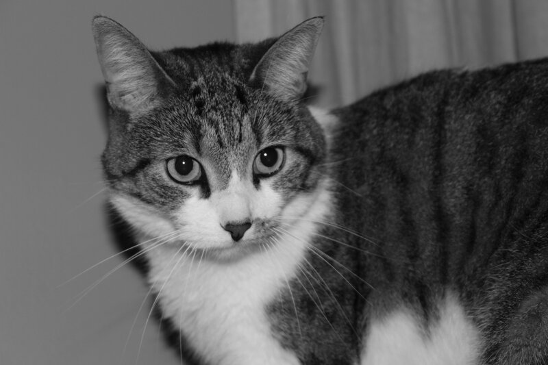Tabby Cat with White Chest — Black