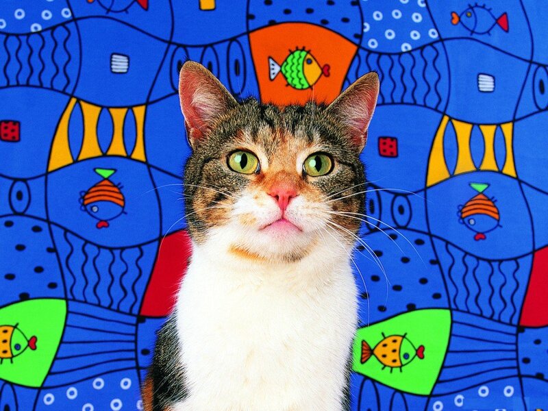 Tabby Cat with White Chest — Blue