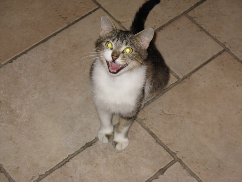 Tabby Cat with White Chest — Brown, Alert