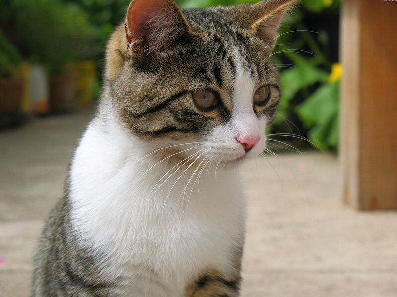 Tabby Cat with White Chest — Brown, Calm, Afternoon