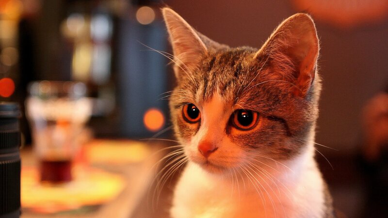Tabby Cat with White Chest — Brown, Calm, Night, Photograph