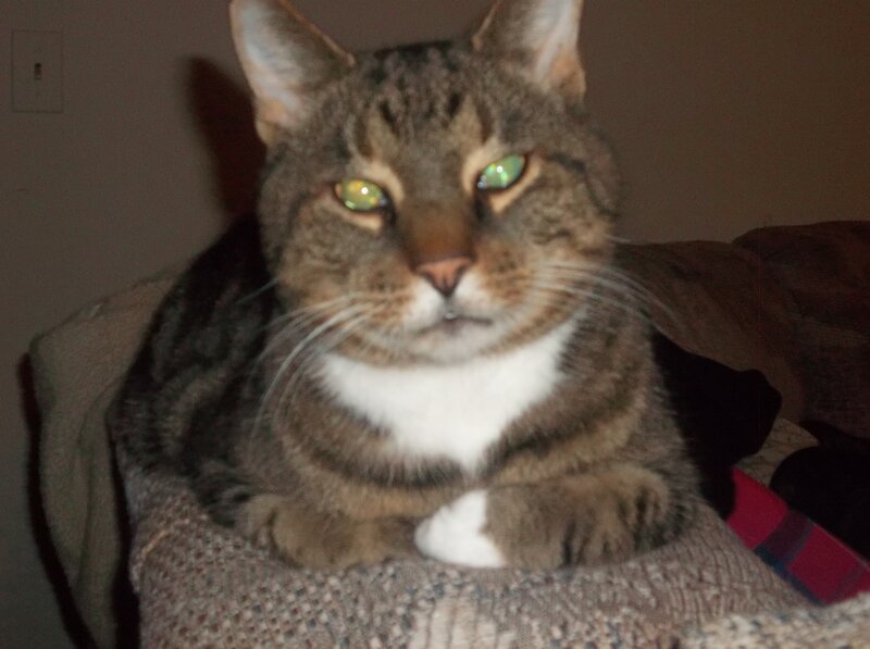 Tabby Cat with White Chest — Brown, Calm, Night
