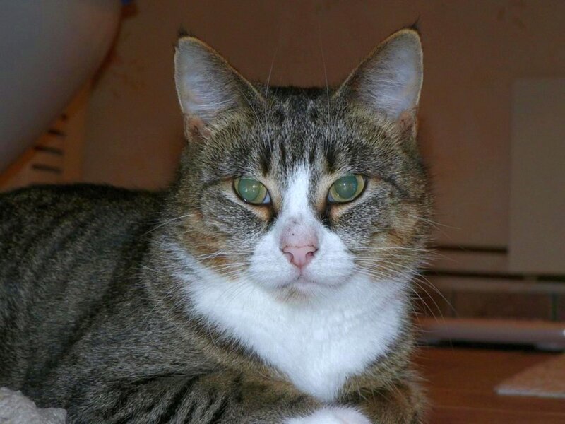 Tabby Cat with White Chest — Brown, Calm, Photograph, Floor