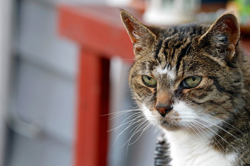 Tabby Cat with White Chest — Brown, Calm, Photograph, Red Structure