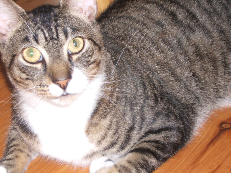 Tabby Cat with White Chest — Brown, Calm, Photograph