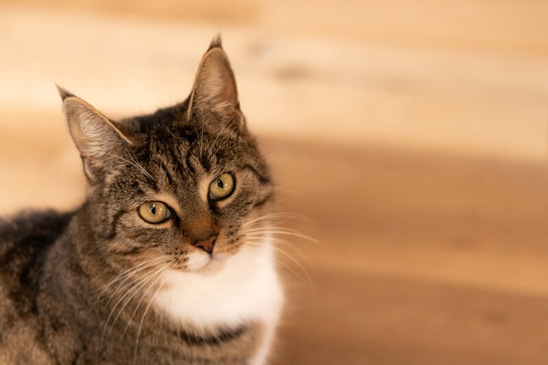 Tabby Cat with White Chest — Brown, Calm, Photograph, Wood Floor