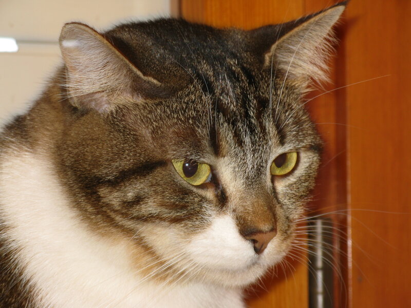 Tabby Cat with White Chest — Brown, Calm