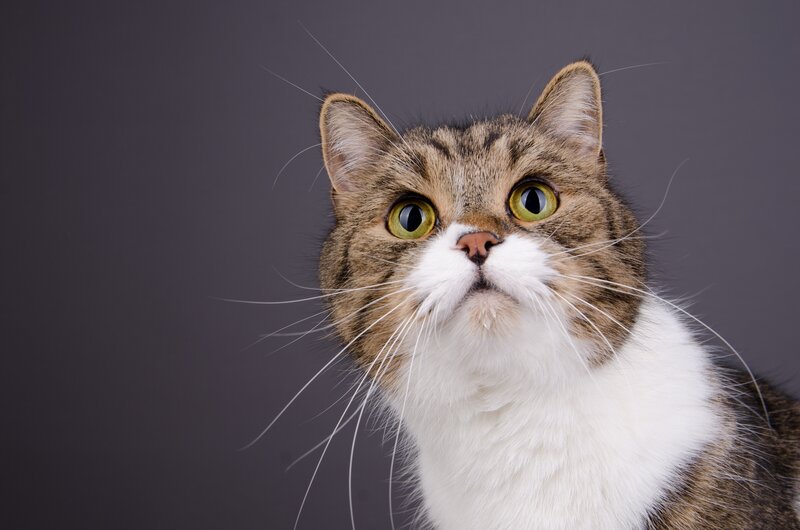 Tabby Cat with White Chest — Brown, Curious, Photograph