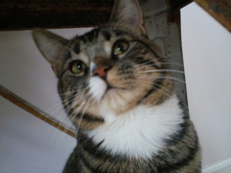 Tabby Cat with White Chest — Brown, Curious