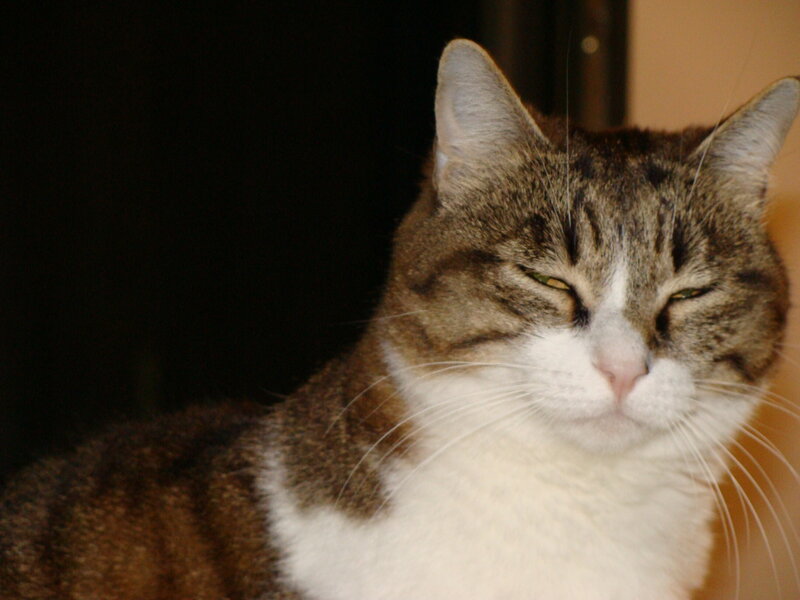 Tabby Cat with White Chest — Brown