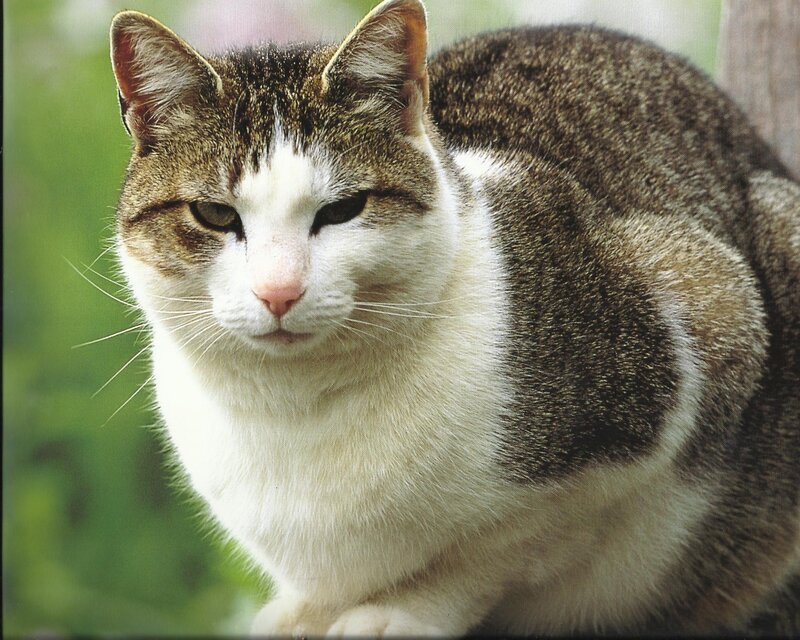 Tabby Cat with White Chest — Calm, Afternoon