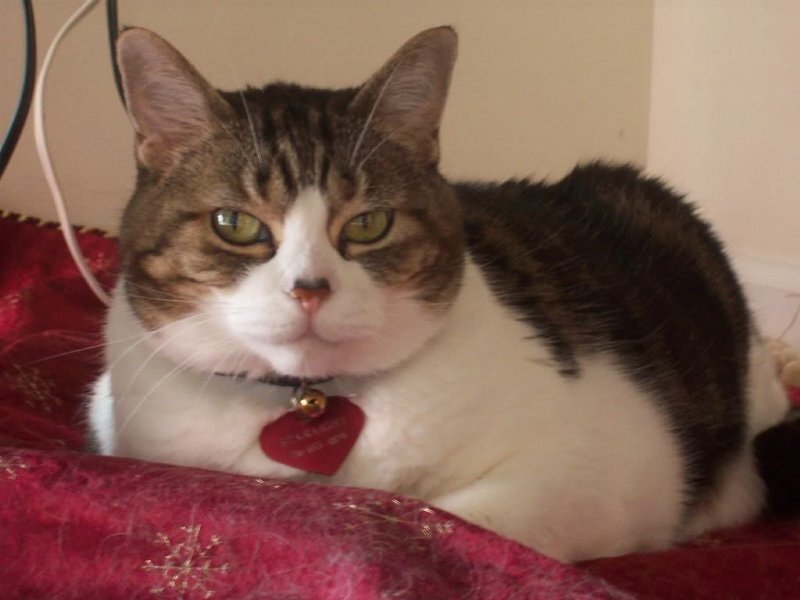 Tabby Cat with White Chest — Calm