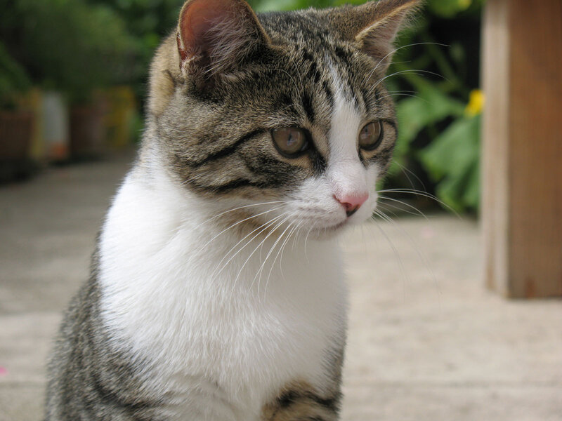 Tabby Cat with White Chest — Gray, Calm, Afternoon