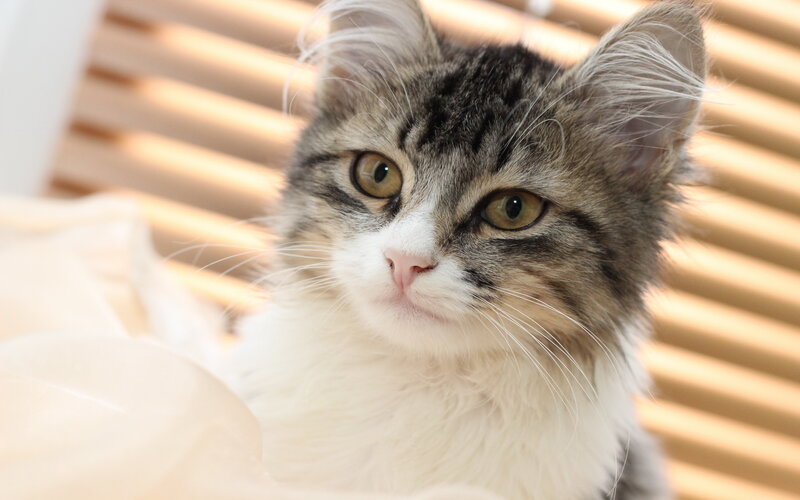 Tabby Cat with White Chest — Gray, Calm, Morning
